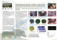 АЧС
